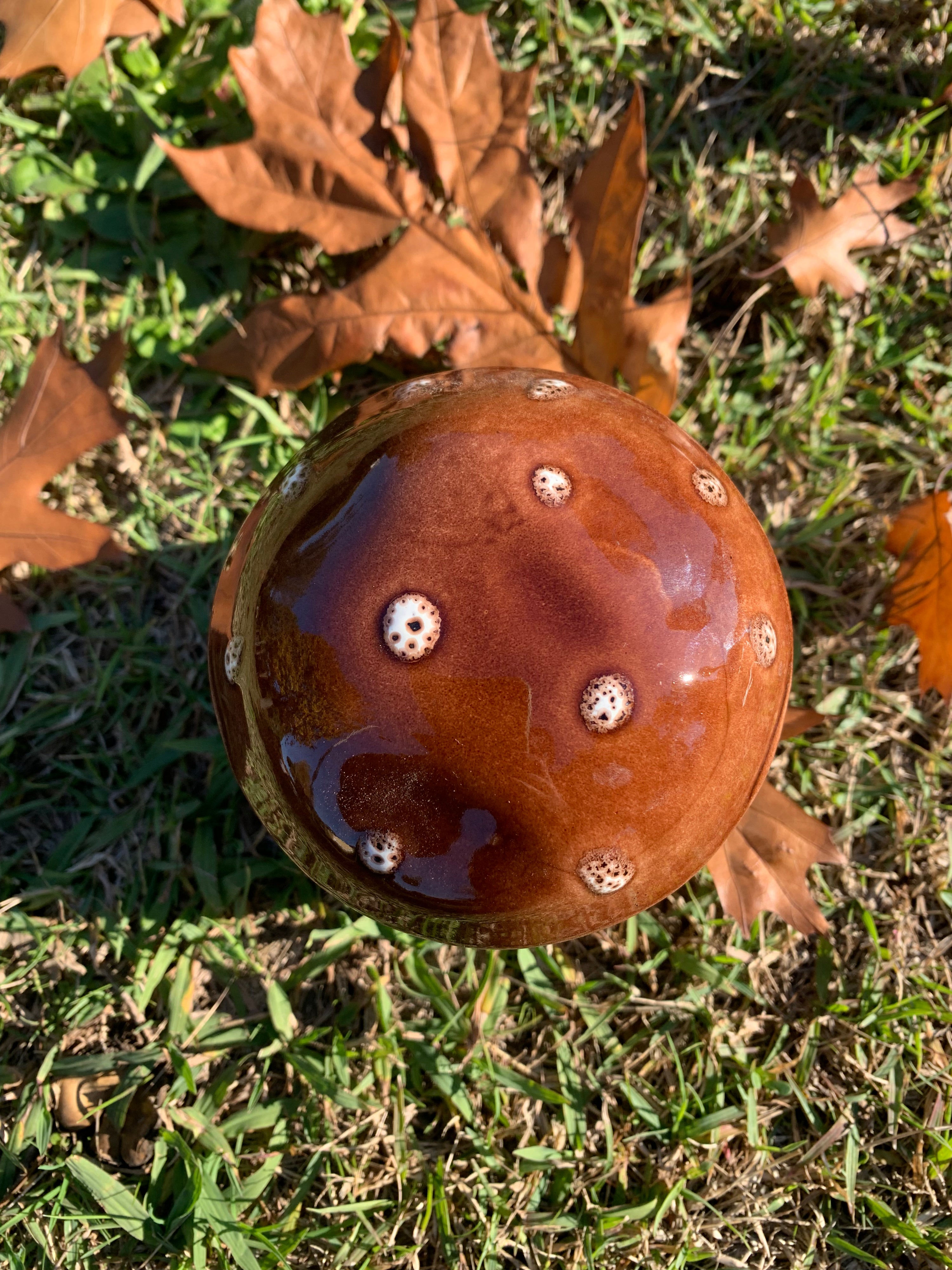 Fungo zuccheriera